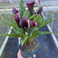 Calla Lily