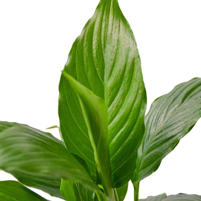 Peace Lily | Flowering, Low-Light Air Purifier