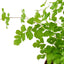 Maidenhair Fern | Pet-Friendly, Soft & Shade-Loving