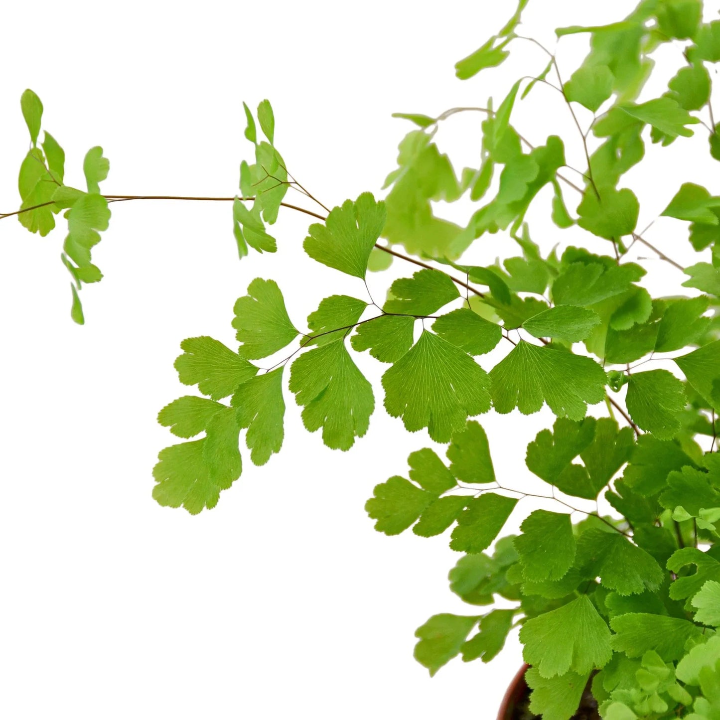 Maidenhair Fern | Pet-Friendly, Soft & Shade-Loving