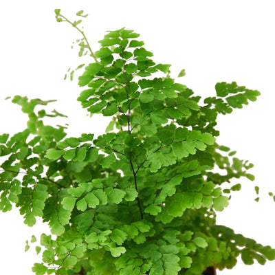 Maidenhair Fern | Pet-Friendly, Soft & Shade-Loving