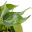 Philodendron ‘Brasil’ | Variegated, Easy Trailing