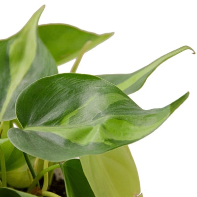 Philodendron ‘Brasil’ | Variegated, Easy Trailing