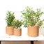 Rome Terracotta Plant Pots Garden Planters Set 3 Indoor Outdoor Ceramic Plant Pots with Saucers