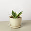 Snake Plant Laurentii Dwarf - Air Purifier