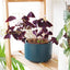Elegant Navy Ceramic Plant Pots Set of 3 - Large Indoor/Outdoor Planters with Drainage Holes, Perfect for All Your Home & Garden Flowers