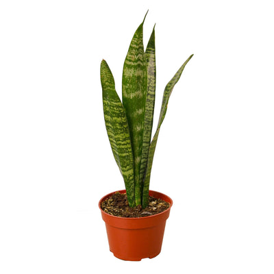 Snake Plant ‘Zeylanica’ | Bold, Easy-Care Air Purifier