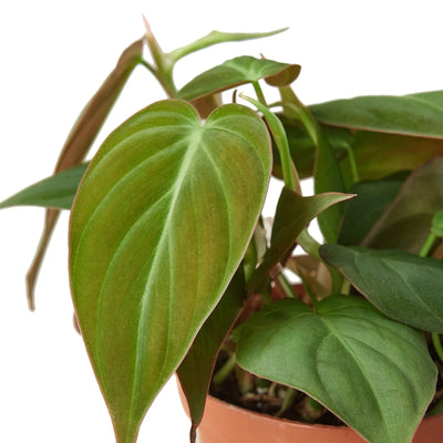 Philodendron ‘Velvet’ | Lush Trailing Foliage Plant