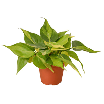 Philodendron ‘Brasil’ | Variegated, Easy Trailing