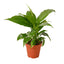 Peace Lily | Flowering, Low-Light Air Purifier
