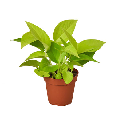 Neon Pothos | Bright, Trailing & Easy-Care Vine