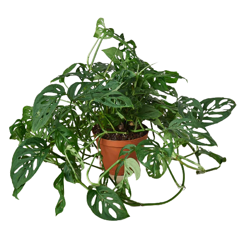 Monstera ‘Swiss Cheese’ | Climbing, Air-Purifying