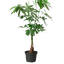 Money Tree | Braided Indoor Plant for Luck