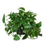 Golden Pothos | Trailing, Easy-Care Hanging Vine