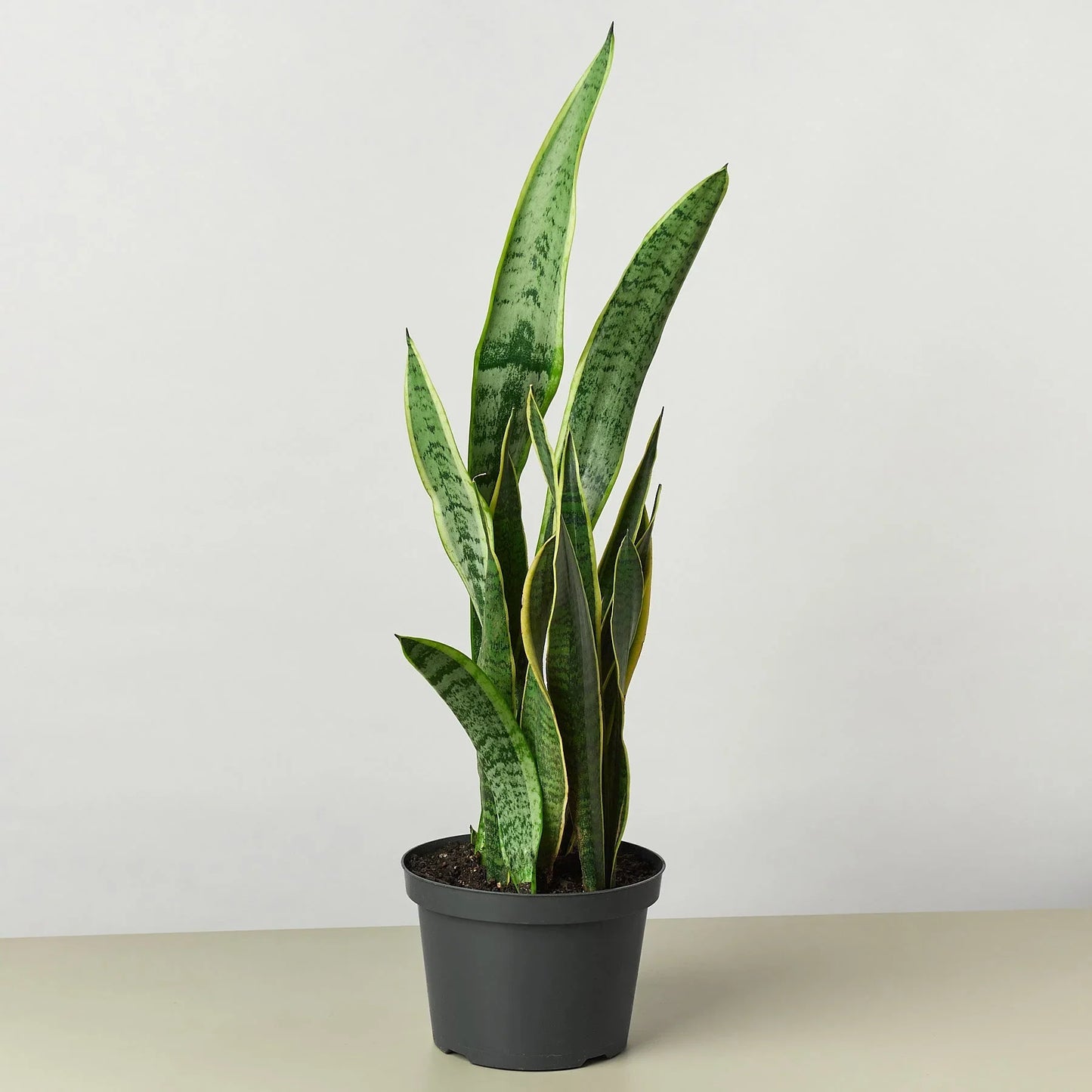 Snake Plant ‘Laurentii’ | Bold, Air-Purifying Foliage
