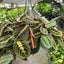 Red Prayer Plant | Pet-Safe Hanging Foliage