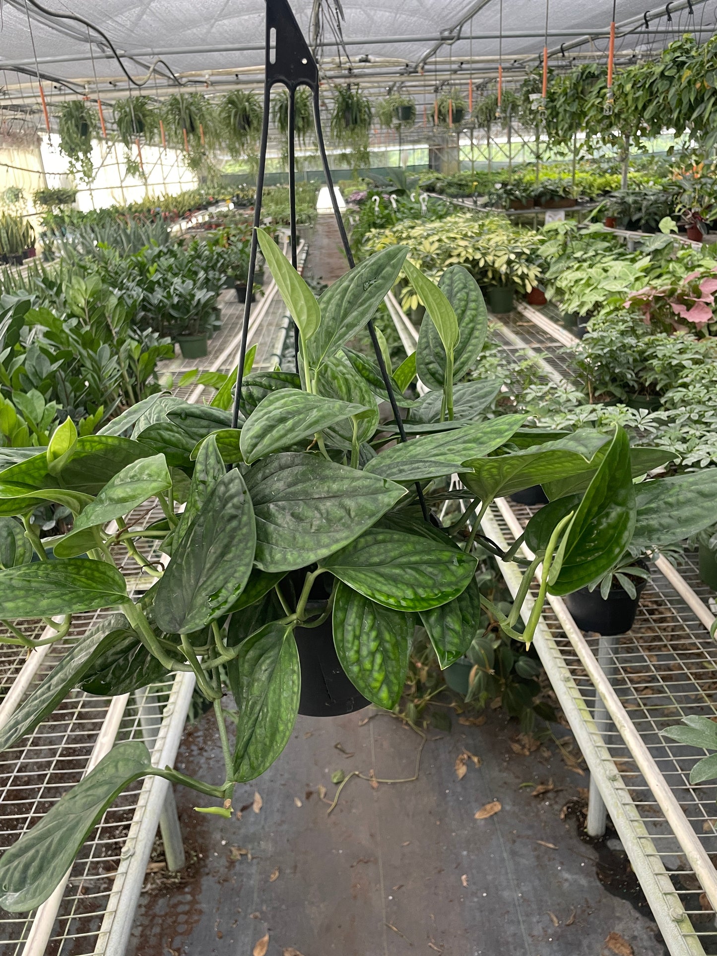 Monstera 'Peru' - Unique Iridescent