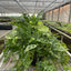 Monstera ‘Swiss Cheese’ | Climbing, Air-Purifying