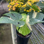 Monstera 'Thai Constellation' - Variegated