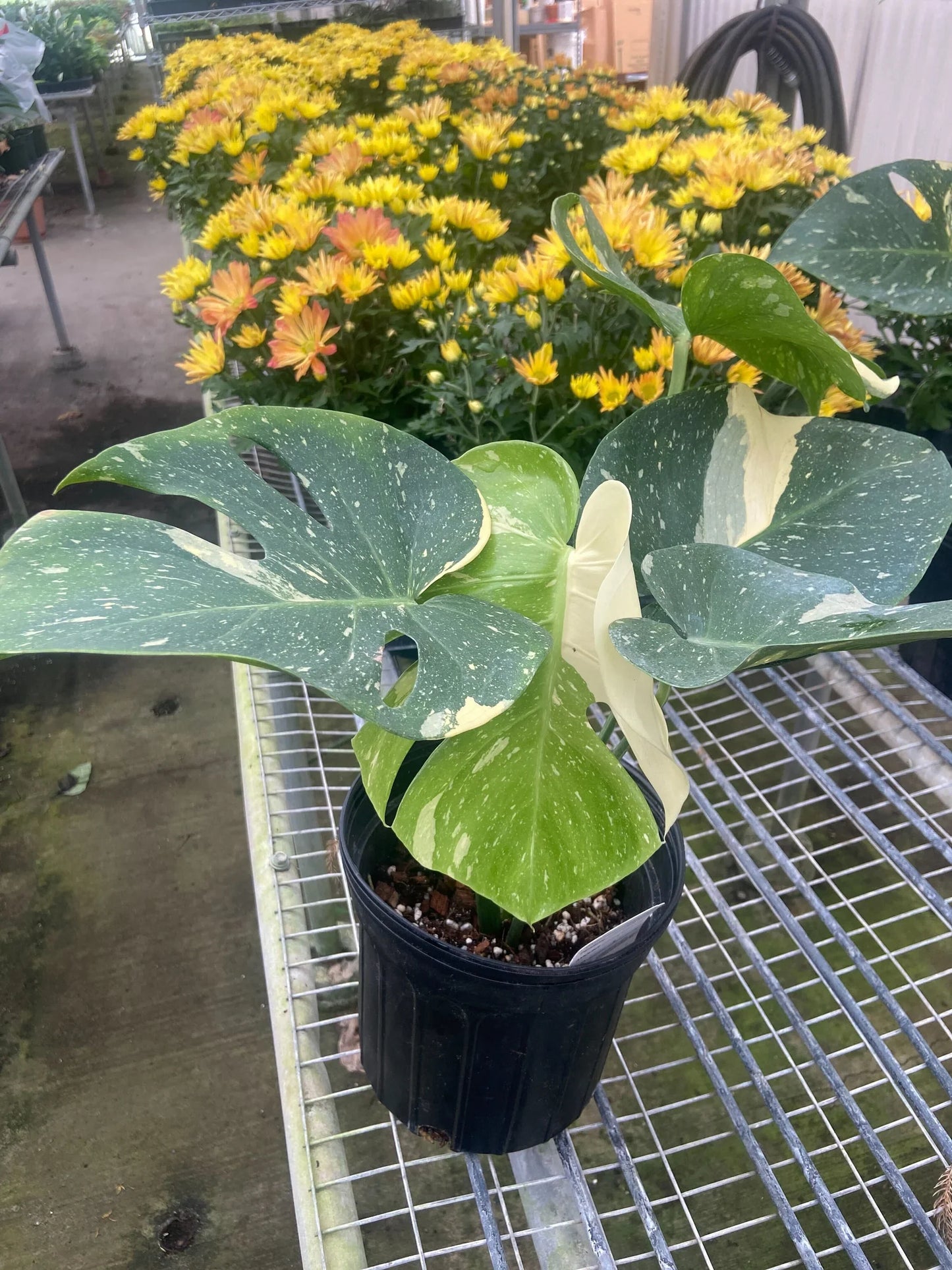 Monstera 'Thai Constellation' - Variegated
