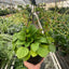 Peperomia 'Rana Verde'