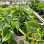 Philodendron ‘Brasil’ | Variegated, Easy Trailing