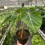 Philodendron Gloriosum