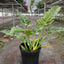 Philodendron 'Ring of Fire' - Variegated