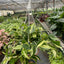 Philodendron 'Silver Stripe'