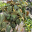 Philodendron ‘Velvet’ | Lush Trailing Foliage Plant