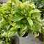 Marble Queen Pothos | White Variegated Vine