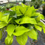 Neon Pothos | Bright, Trailing & Easy-Care Vine