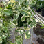 Pothos 'N’Joy' | Easy-Care Trailing Plant