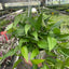 Pothos Skeleton Key