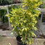 Schefflera Variegated