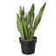 Snake Plant ‘Zeylanica’ | Bold, Easy-Care Air Purifier