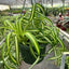 Spider Plant 'Bonnie' | Pet-Safe, Trailing Purifier