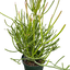 EUPHORBIA 'PENCIL CACTUS'