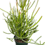 EUPHORBIA 'PENCIL CACTUS'