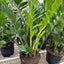 ZZ Plant | Low-Light, Hardy Air-Purifying Plant