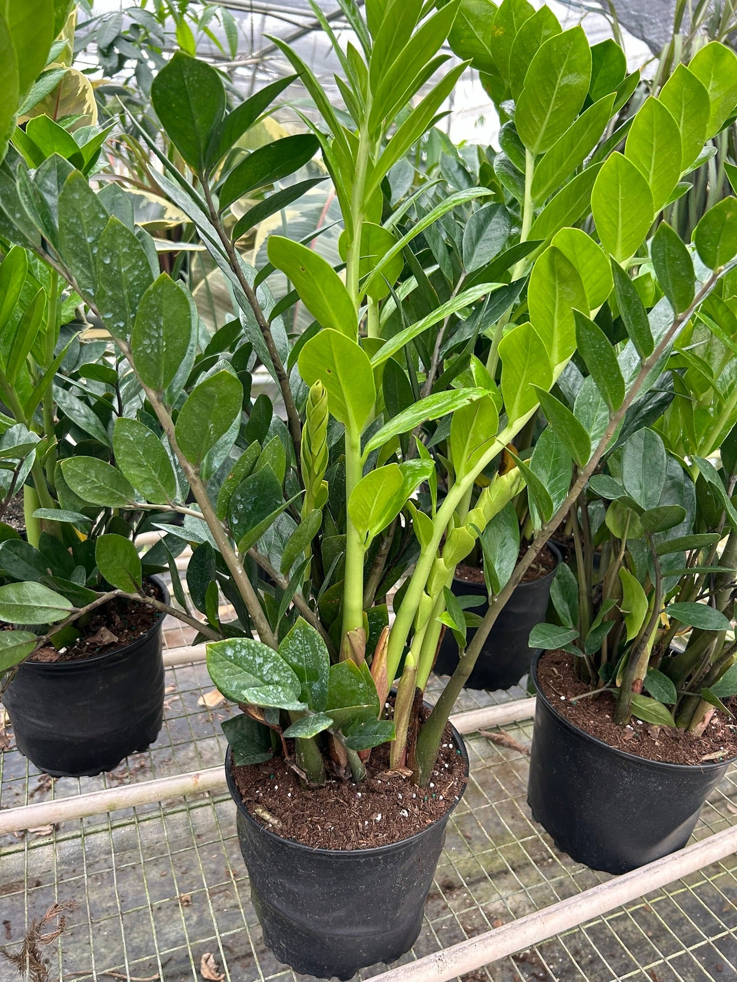 ZZ Plant | Low-Light, Hardy Air-Purifying Plant