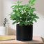 Stylish 8-Inch Matte Black Ceramic Planter Pot with Drainage Hole & Saucer - Perfect for Indoor Plants like Snake Flower, Monstera, and Fiddle Leaf Fig!