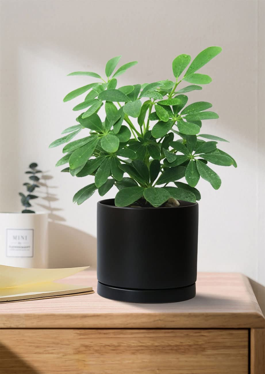 Stylish 8-Inch Matte Black Ceramic Planter Pot with Drainage Hole & Saucer - Perfect for Indoor Plants like Snake Flower, Monstera, and Fiddle Leaf Fig!