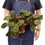 Red Prayer Plant | Pet-Safe Hanging Foliage