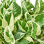 Pothos 'N’Joy' | Easy-Care Trailing Plant