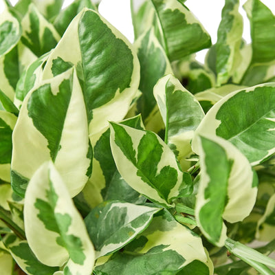 Pothos 'N’Joy' | Easy-Care Trailing Plant