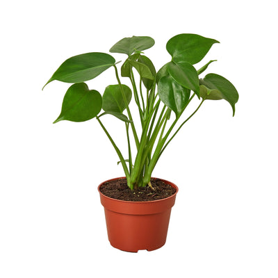 Monstera ‘Split-Leaf’ | Iconic, Lush Tropical Look