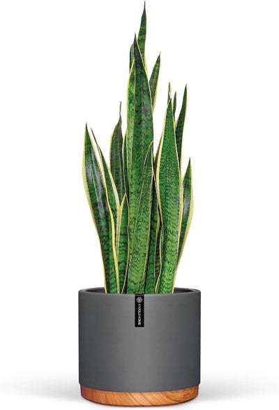 6 Inch Pot Perfect for Indoor Planter Pots- This Ceramic Planter Are Indoor Pots for Plants with Drainage Good as Orchid Pots with Holes- 6 in Planter Used as Ceramic Flower Pot - Plant Not Included