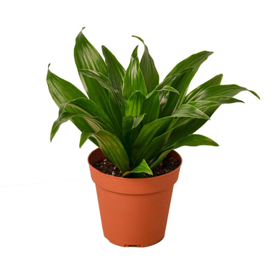 Dracaena ‘Janet Craig’ | Easy-Care Upright Foliage