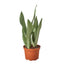 Snake Plant Moonshine